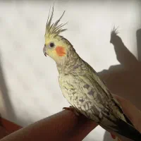 عروس هلندی