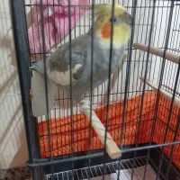 عروس هلندی نر و ماده|پرنده|کرج, اسلامآباد|دیوار