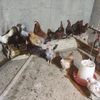 فروش مرغ تخمگذار گلپایگان ۶۰ عدد  ۵۰۰ هزار تومان