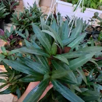 گل زیپلین پاندانوس یخی پتوس