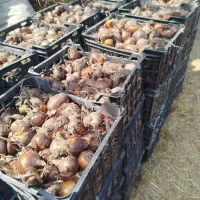 پیاز زعفران برای تولید