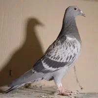 کفتر پلاکی سبز کوهی ونکی جوجه نر وکله سرکه ای ماده|پرنده|شیراز, اصلاحنژاد|دیوار