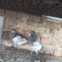 جوجه پاکستانی|حیوانات مزرعه|ایرانشهر, |دیوار