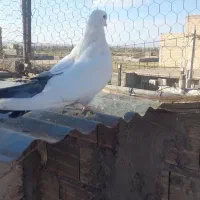 ۵عدد کبوتر|پرنده|میانه, |دیوار