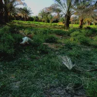 باغبان|خدمات باغبانی و درختکاری|میرجاوه, |دیوار