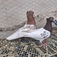 کفتر جفتگاه