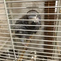کاسکو