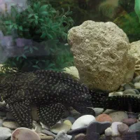 لجنخوار،  کت اسپرت