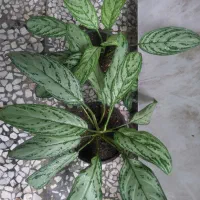 یوکاهای سرسبز|گل و گیاه طبیعی|رشت, عینک|دیوار