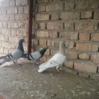 کفتر مسافتی