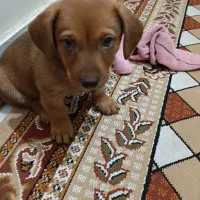 سگ مالتی پودو