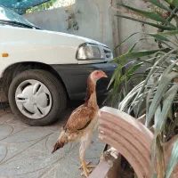 دوعدد جوجه مرغ لاری