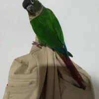 گرینچیگ سخنگو 10کلمه حرف میزنه وده نوع سوت میزنه