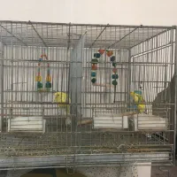 قناری جیبر فری جفت