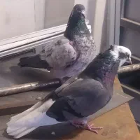 دوتا کفتر. پرشی|پرنده|قم, قم نو|دیوار