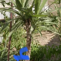 گل آپارتمانی|گل و گیاه طبیعی|سبزوار, عارف|دیوار