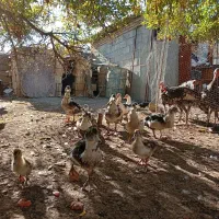 غاز و اوردک اسراعیلی|حیوانات مزرعه|قشلاق دشت, |دیوار