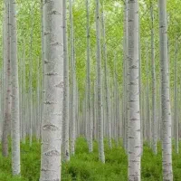 نهالستان فروش نهال صنوبر و گردو و بادام و پربار|خدمات باغبانی و درختکاری|کرمان, |دیوار