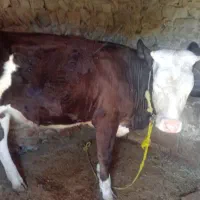 تلیسه سیمینتال اصل