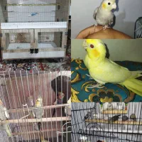 قفس چوبی پرنده وعروس هلندی وفنچ ومعاوضه بامرغ خروس