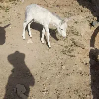 کره خر