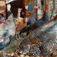 بوقلمون|حیوانات مزرعه|جوادآباد, |دیوار