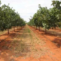 طراحی واجرای فضای سبز،آبیاری قطره ای|خدمات باغبانی و درختکاری|پرند, فاز ۳|دیوار