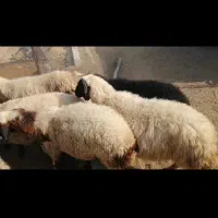 شیشک. ارسنجان|حیوانات مزرعه|شیراز, احمدآباد|دیوار