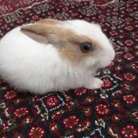 خرگوش مینیاتوری