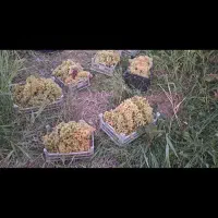 باغ|فروش خانه و ویلا|ماکو, |دیوار