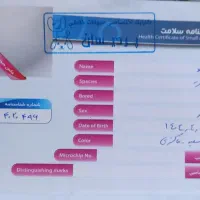 واگذاری بچه گربه|گربه|مشهد, رضاشهر|دیوار