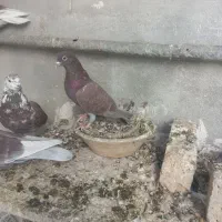 کفتر|پرنده|صفادشت, |دیوار