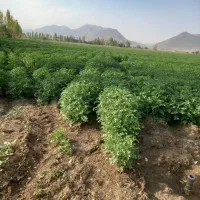 سر زن سیب زمینی