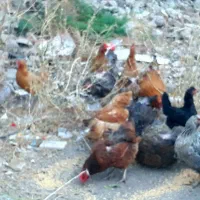مرغ تخم گذار