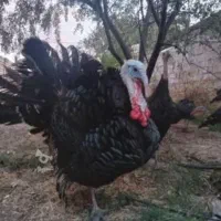 بوقلمون نر و ماده