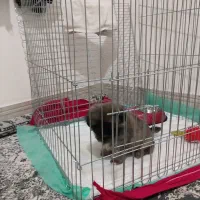 سگ پامر خرسی