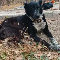 چند قلاده سگ گله