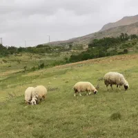 میش و بره