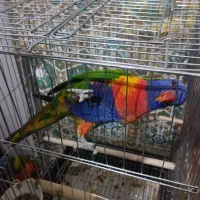 طوطی لوری مولد