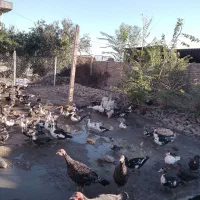 اردک اسراعیلی. بوقلمون. مرغ و خروس