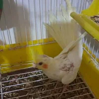 عروس هلندی تازه دون خور|پرنده|کلاچای, |دیوار