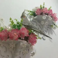 عروس هلندی خوشکل وسرحال|پرنده|سقز, |دیوار