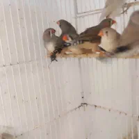 فروش ۲۰ عدد فنچ کینگ