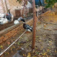 فروش تعدادی غاز وبوقلمون ،خرگوش لپوغیره|حیوانات مزرعه|سبزوار, ابوریحان|دیوار