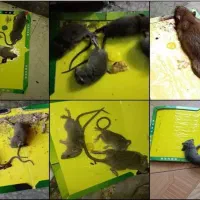 سمپاشی سوسک ساس موش موریانه کک بید با ضمانت100درصد|خدمات نظافت|مشهد, کوی سیدی|دیوار