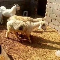 میش شیرازی