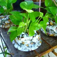 گل و درخت|گل و گیاه طبیعی|شیراز, کوزه گری|دیوار