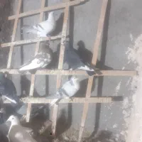 سلام سه تا المانی گرفتنی