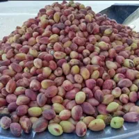 پسته دهن باز