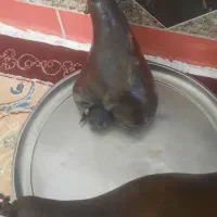 هیزه نو وسالم|ظروف نگهدارنده، پلاستیکی، یکبارمصرف|نورآباد, |دیوار